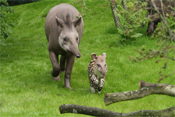 Tapir-Baby spaziert mit Tapir-Mutter durch das neue Gehege.