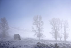 Nebel gehört zu den winterlichen Wetterphänomenen, die die Sichtweite im Straßenverkehr erheblich beeinträchtigen.
