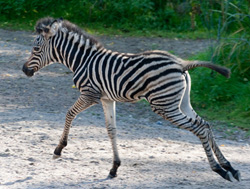 Neues Zebrafohlen in Hagenbecks Tierpark