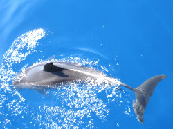 Delfine in freier Natur